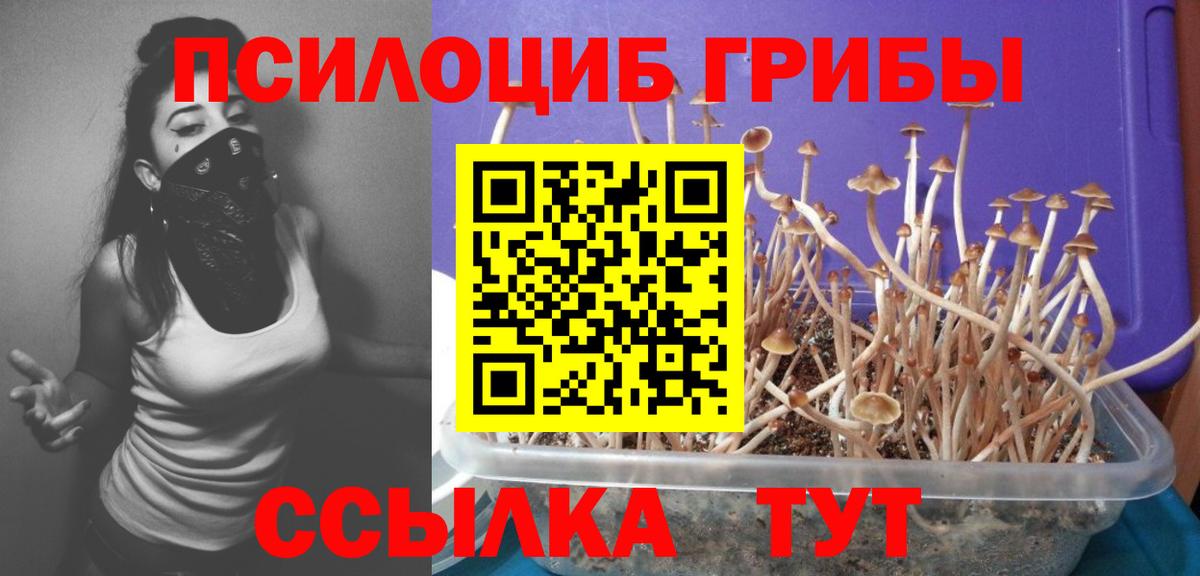 Галлюциногенные грибы Psilocybine cubensis Сокол